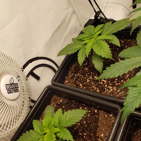 Silver Widow growlog timeline photo
