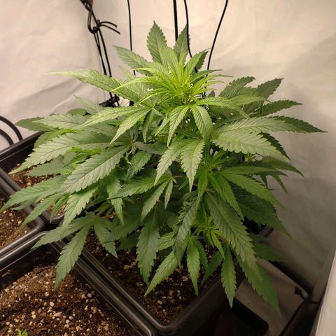 Silver Widow growlog timeline photo