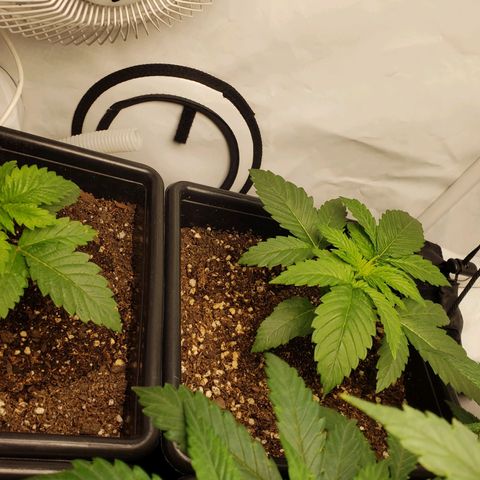 Silver Widow growlog timeline photo