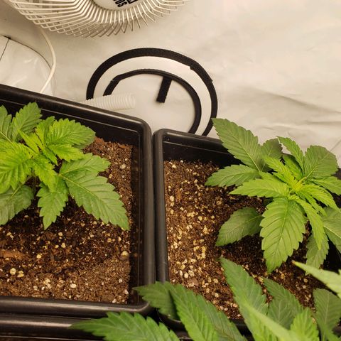 Silver Widow growlog timeline photo