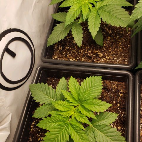 Silver Widow growlog timeline photo