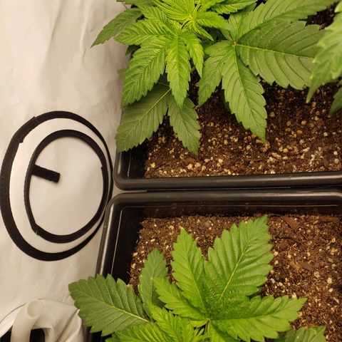 Silver Widow growlog timeline photo