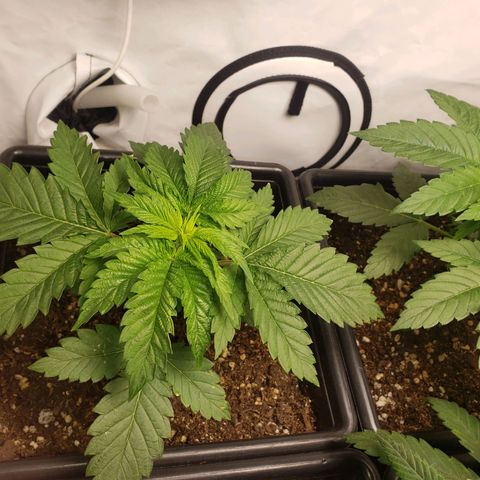 Silver Widow growlog timeline photo