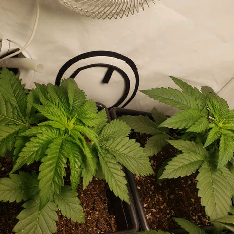 Silver Widow growlog timeline photo