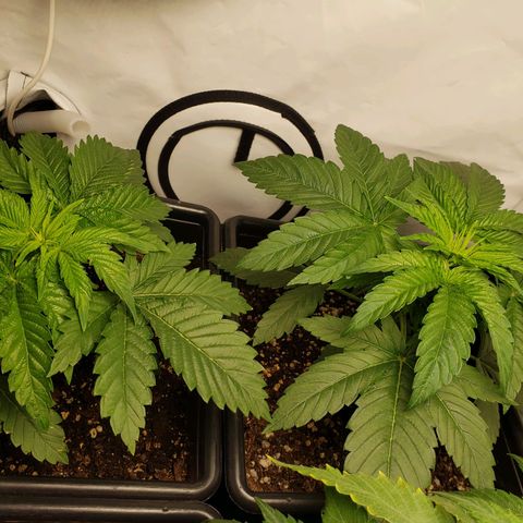 Silver Widow growlog timeline photo