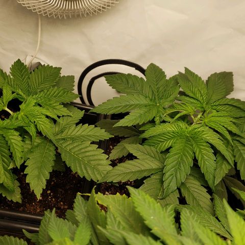 Silver Widow growlog photo: Poda apical realizada 