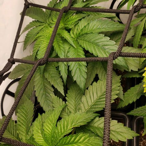 Silver Widow growlog timeline photo