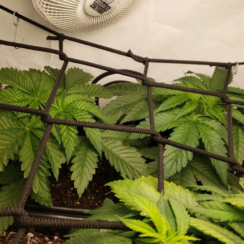 Silver Widow growlog timeline photo
