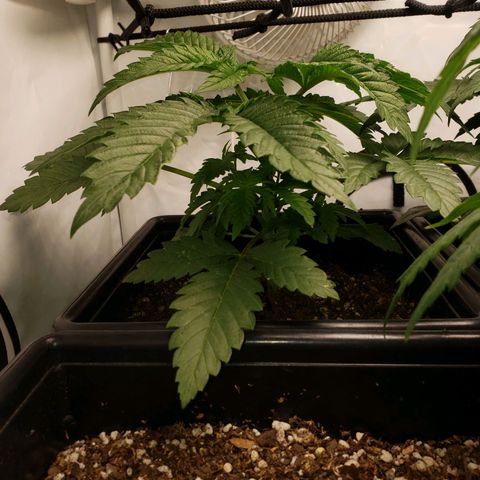Silver Widow growlog timeline photo
