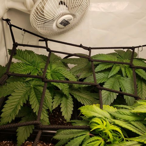 Silver Widow growlog timeline photo