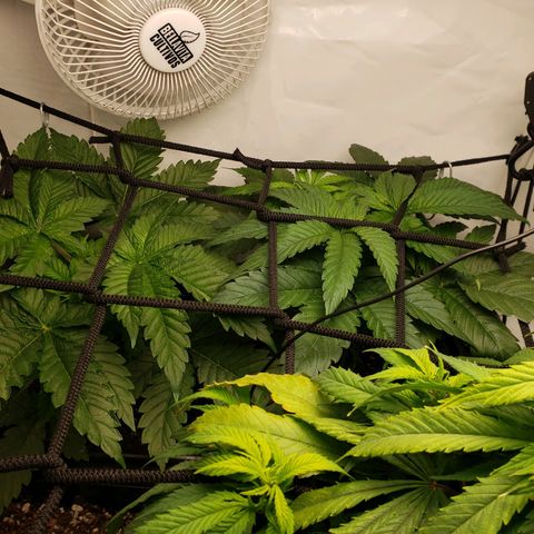 Silver Widow growlog timeline photo