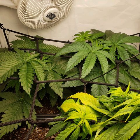 Silver Widow growlog timeline photo
