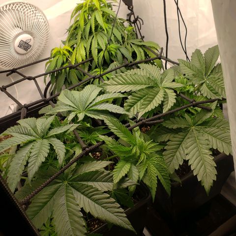 Silver Widow growlog photo: Poda de bajos Realizada 
