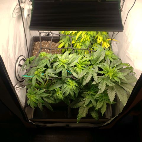 Silver Widow growlog timeline photo