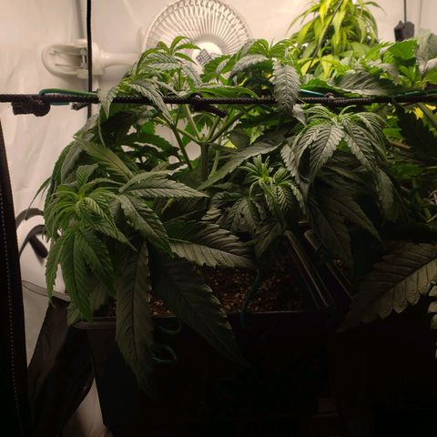 Silver Widow growlog timeline photo