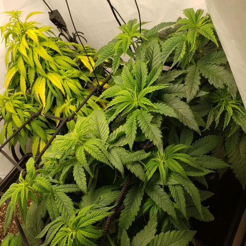Silver Widow growlog timeline photo