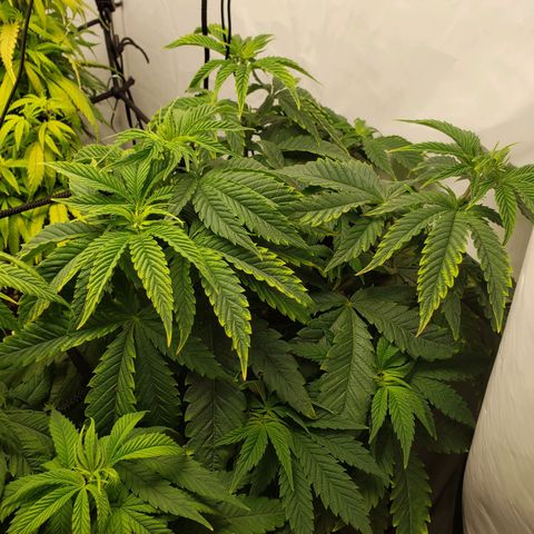 Silver Widow growlog timeline photo