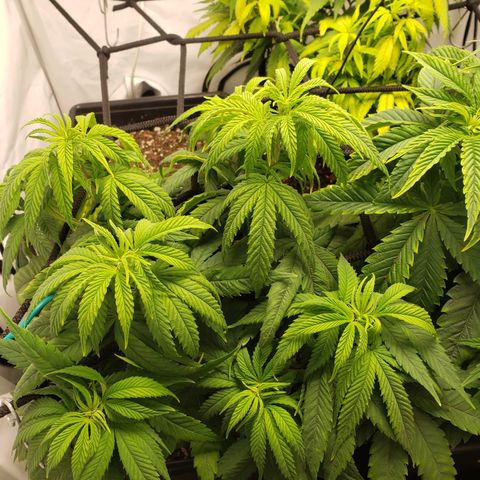 Silver Widow growlog timeline photo