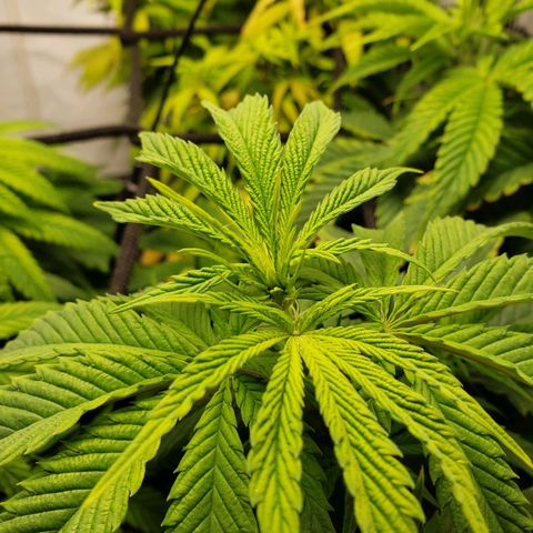 Silver Widow growlog timeline photo