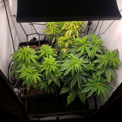 Silver Widow growlog timeline photo