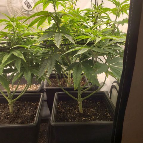 Silver Widow growlog timeline photo
