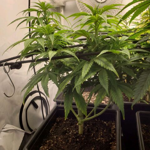 Silver Widow growlog timeline photo
