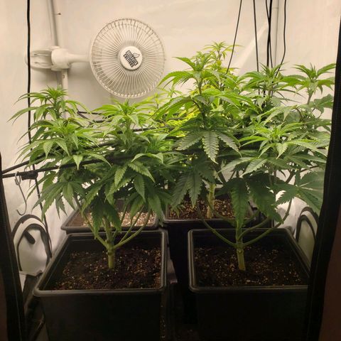 Silver Widow growlog timeline photo