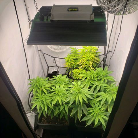 Silver Widow growlog timeline photo