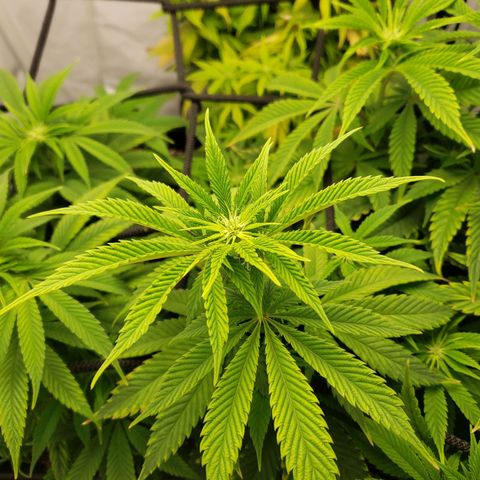 Silver Widow growlog timeline photo