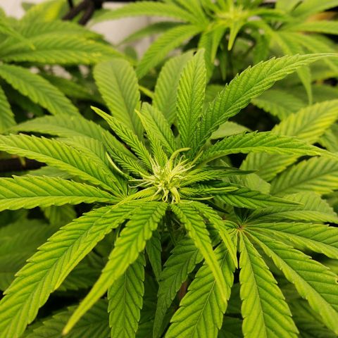 Silver Widow growlog timeline photo