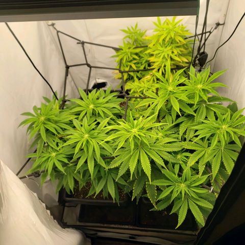 Silver Widow growlog timeline photo