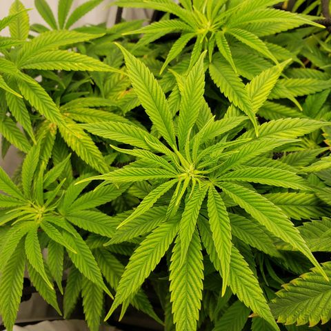 Silver Widow growlog timeline photo