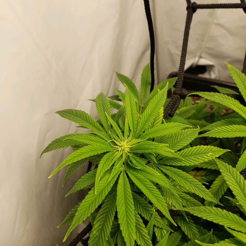 Silver Widow growlog timeline photo