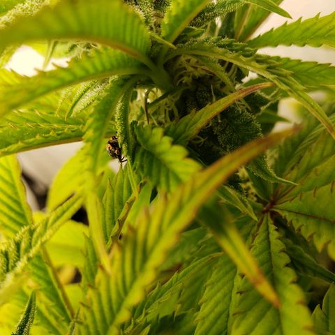 Silver Widow growlog timeline photo