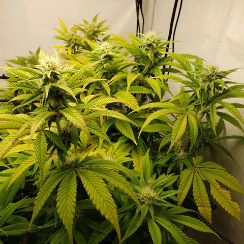 Silver Widow growlog timeline photo