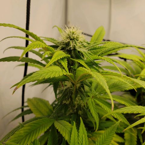 Silver Widow growlog timeline photo