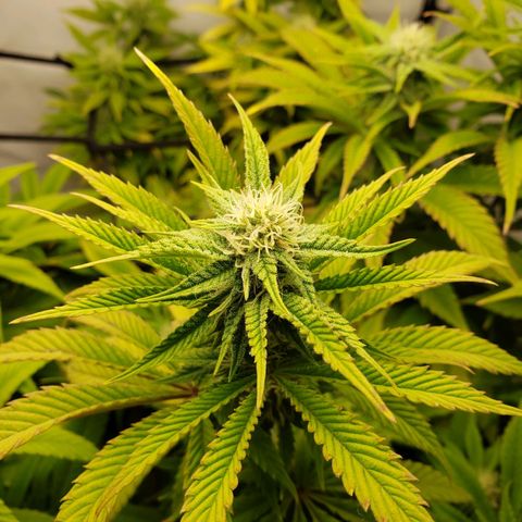 Silver Widow growlog timeline photo
