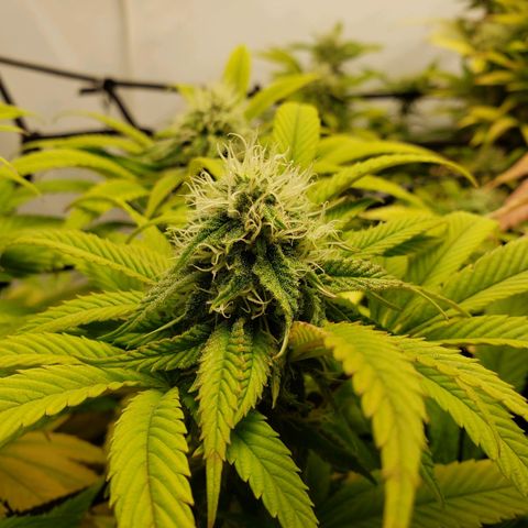 Silver Widow growlog timeline photo