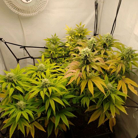 Silver Widow growlog timeline photo