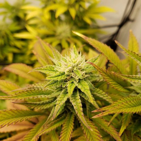 Silver Widow growlog timeline photo