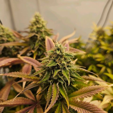 Silver Widow growlog timeline photo
