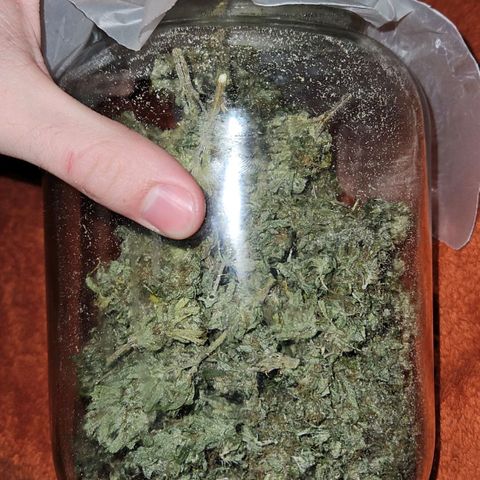 Silver Widow growlog timeline photo