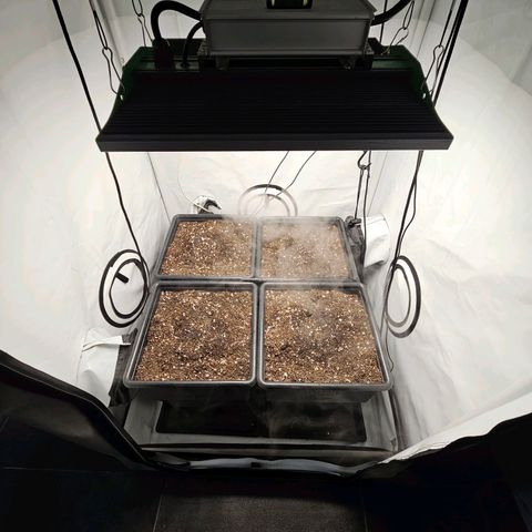 Critical growlog timeline photo