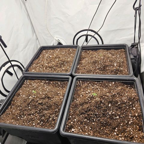 Critical growlog timeline photo