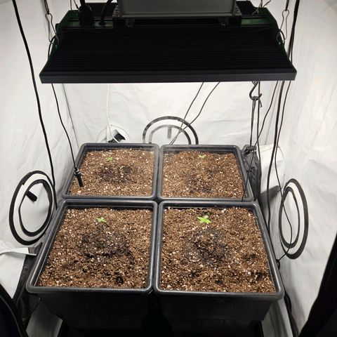 Critical growlog timeline photo
