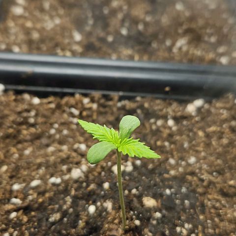 Critical growlog timeline photo