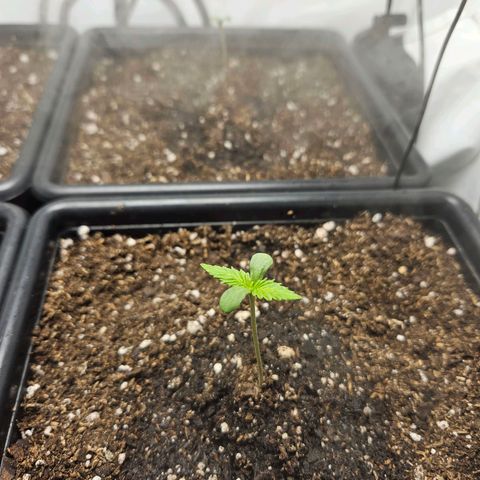 Critical growlog timeline photo