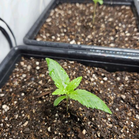 Critical growlog timeline photo