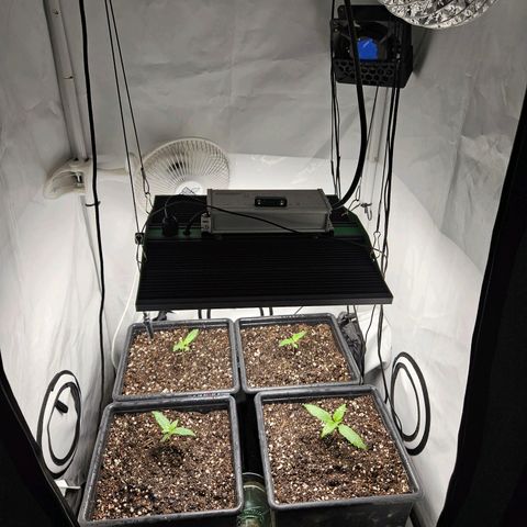 Critical growlog timeline photo
