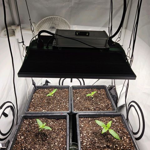 Critical growlog timeline photo